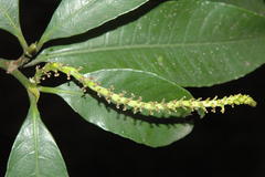 Excoecaria crenulata